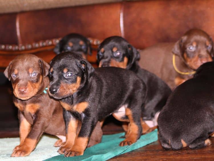 Red and rust male doberman puppy