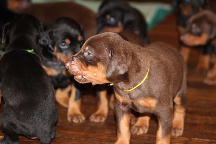 3 week old doberman puppies; red and rust, black and rust