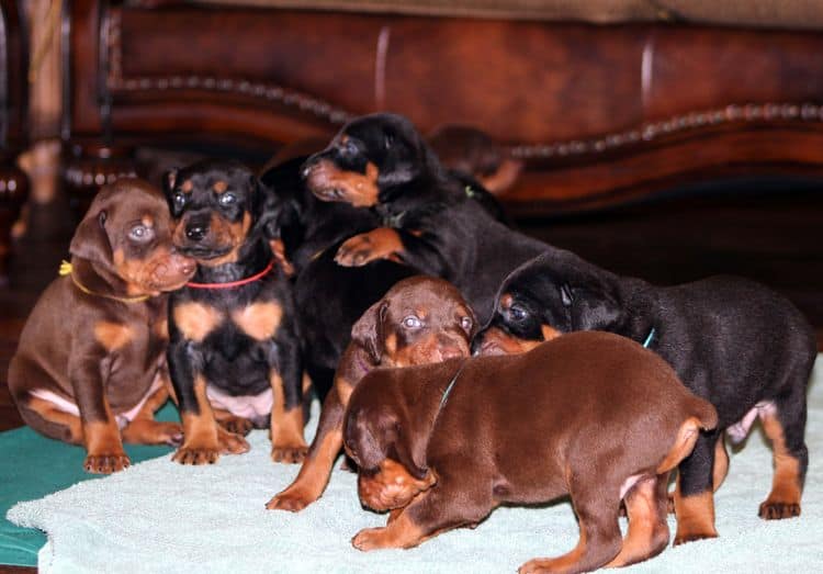 Black and rust female doberman puppy