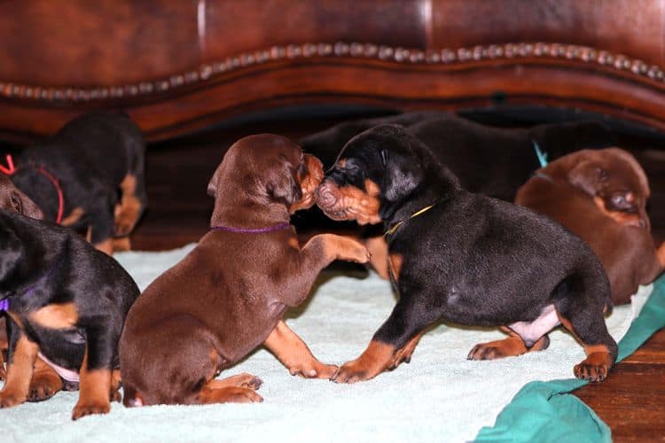 3 week old doberman puppies; red and rust, black and rust