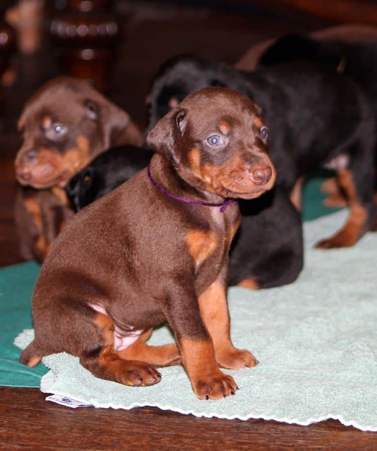 red and rust female doberman puppy