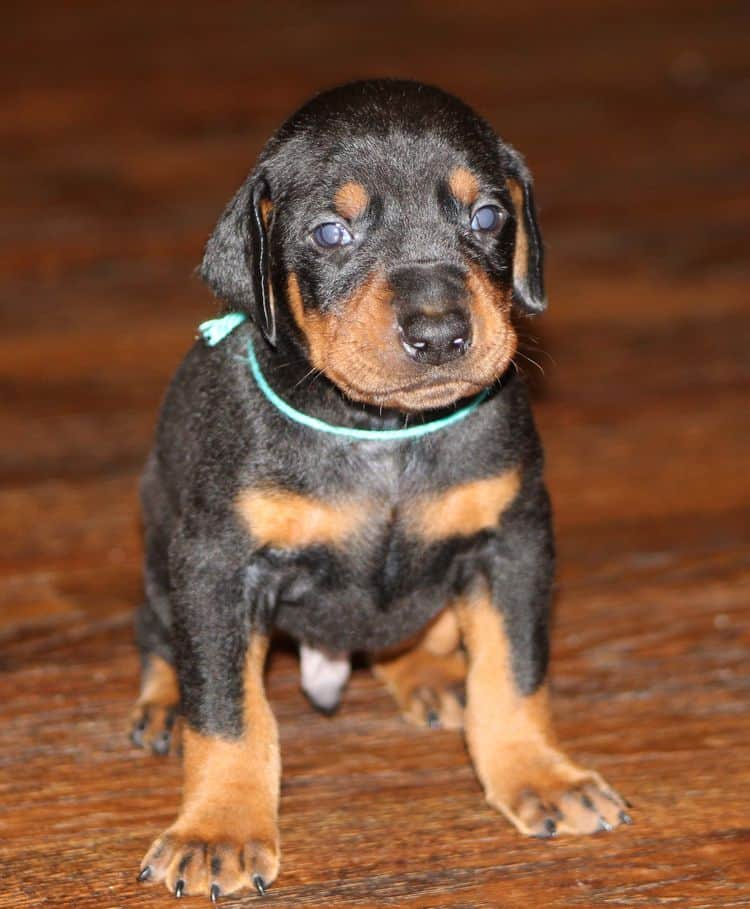 3 week old doberman puppies; red and rust, black and rust