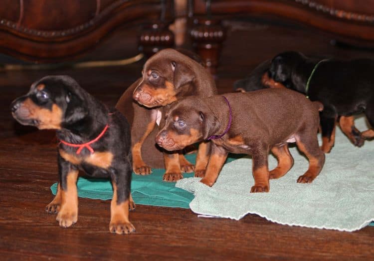 3 week old doberman puppies; red and rust, black and rust