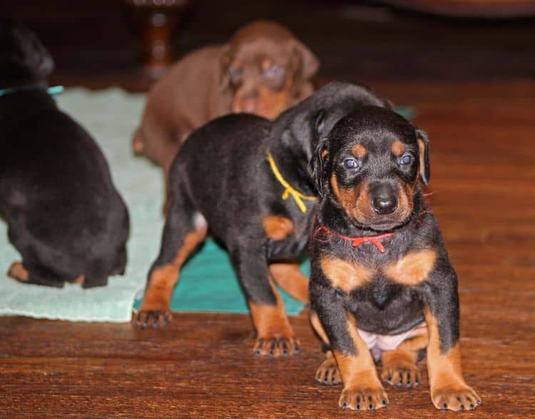 3 week old doberman puppies; red and rust, black and rust