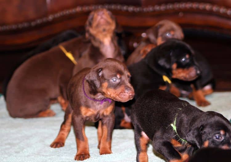 3 week old doberman puppies; red and rust, black and rust