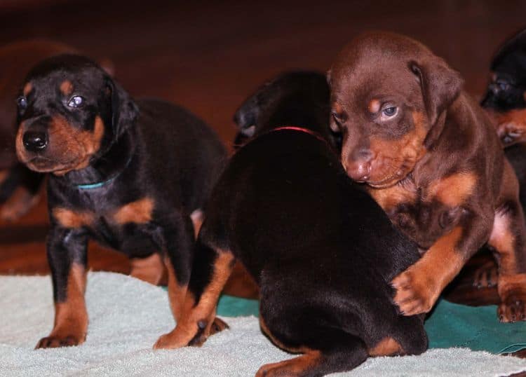 Black and rust male doberman puppy