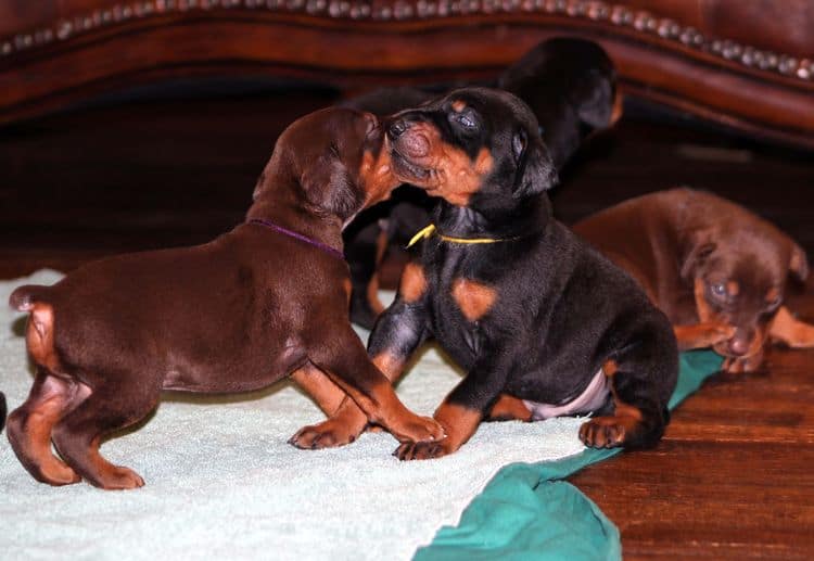 3 week old doberman puppies; red and rust, black and rust