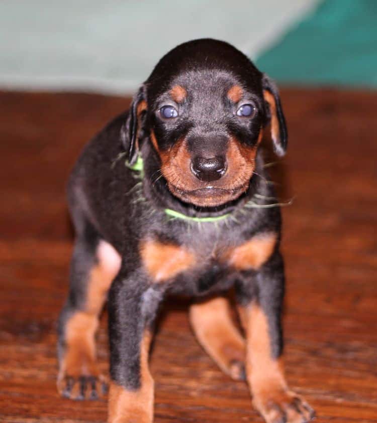 3 week old doberman puppies; red and rust, black and rust