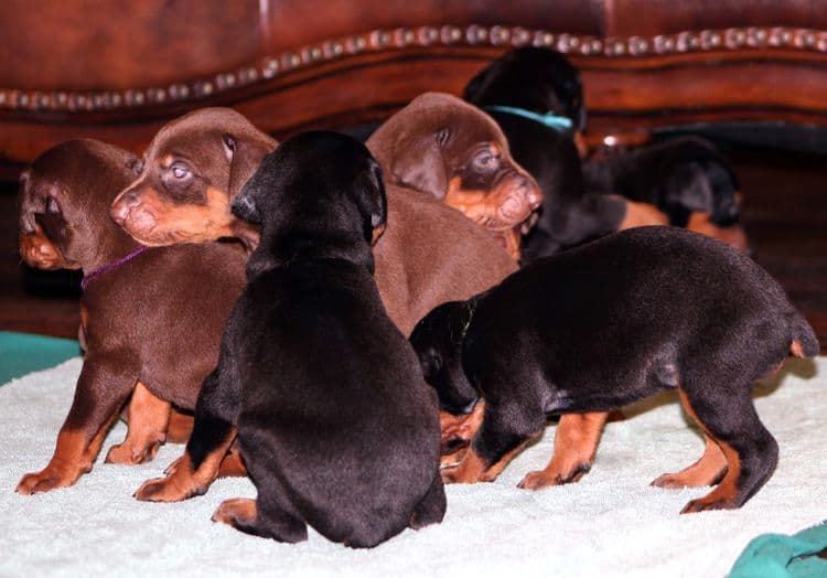 3 week old doberman puppies; red and rust, black and rust