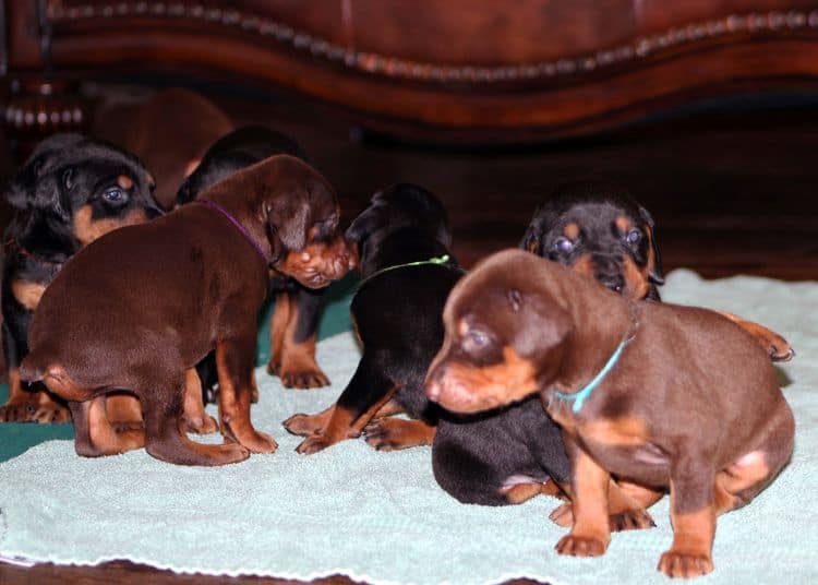 3 week old doberman puppies; red and rust, black and rust