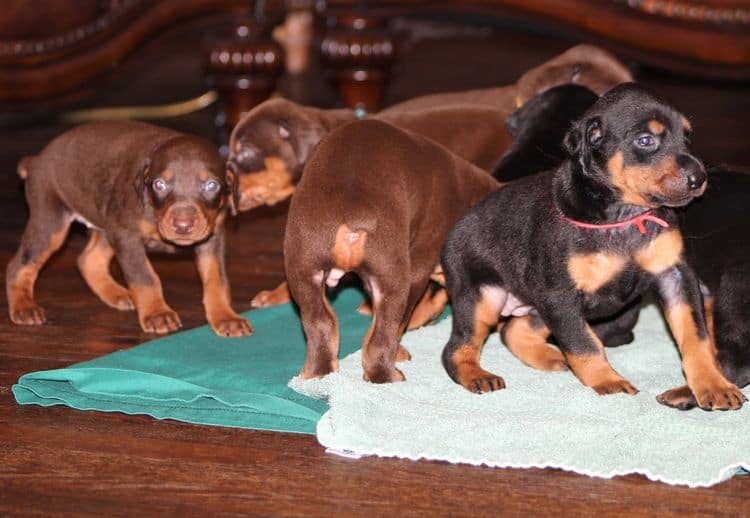 Black and rust female doberman puppy