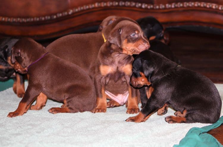 Red and rust male doberman puppy