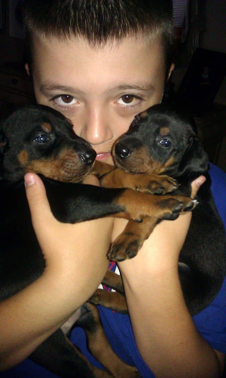 3 week old doberman puppies; red and rust, black and rust