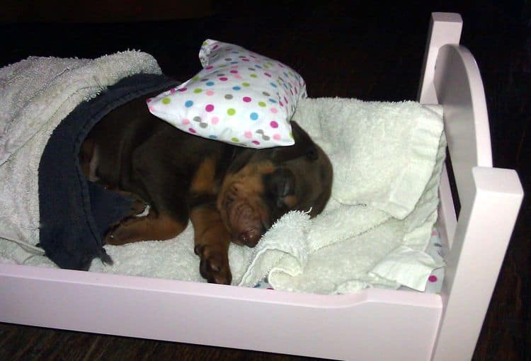 3 week old doberman puppies; red and rust, black and rust