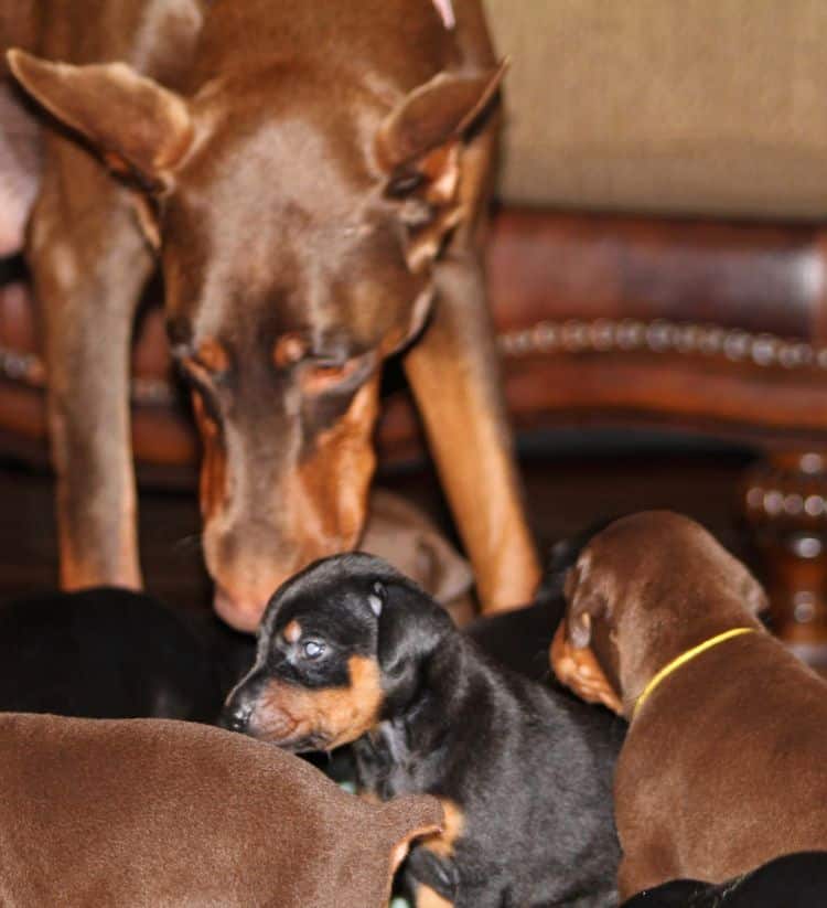 3 week old doberman puppies; red and rust, black and rust