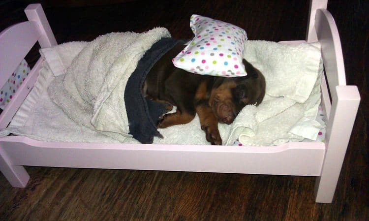 3 week old doberman puppies; red and rust, black and rust