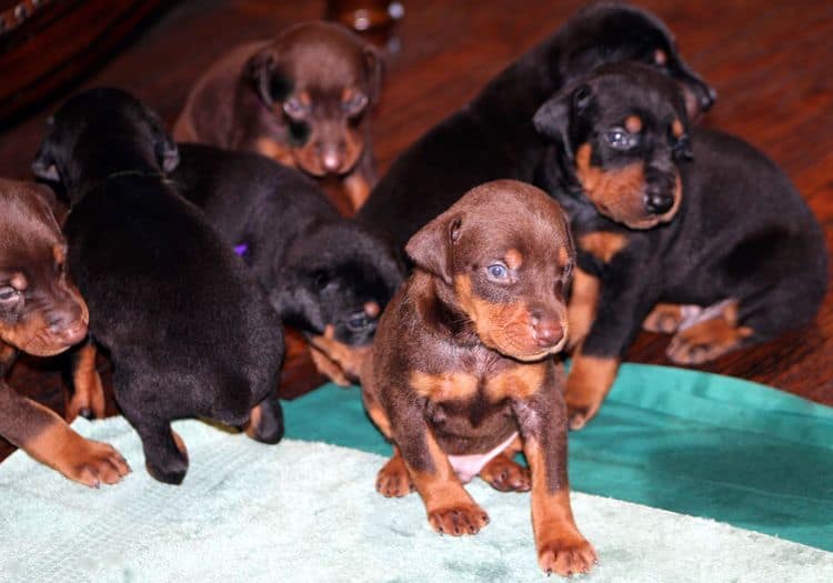 3 week old doberman puppies; red and rust, black and rust