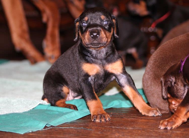 Black and rust female doberman puppy