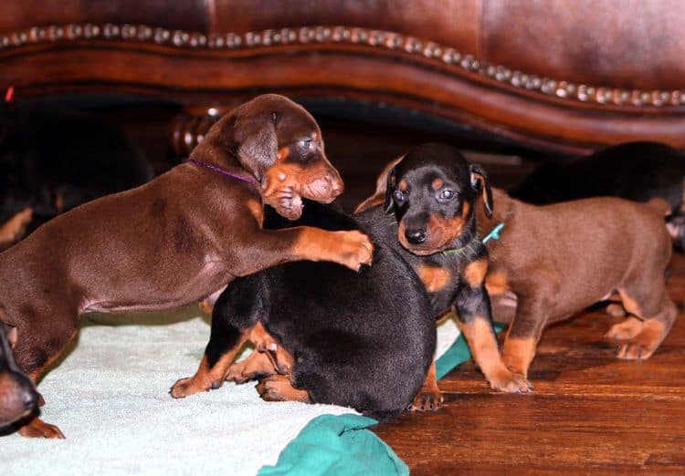 red and rust female doberman puppy