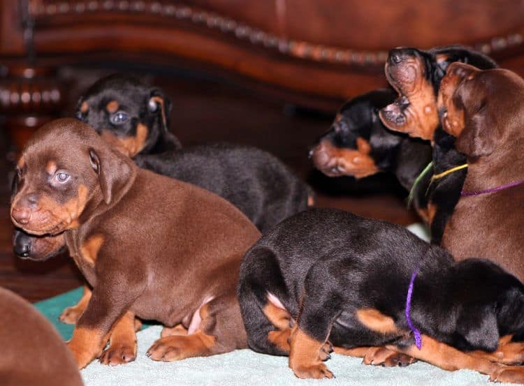 3 week old doberman puppies; red and rust, black and rust