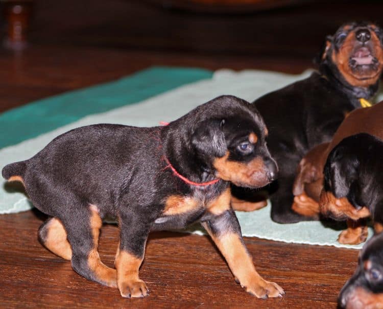 Black and rust female doberman puppy