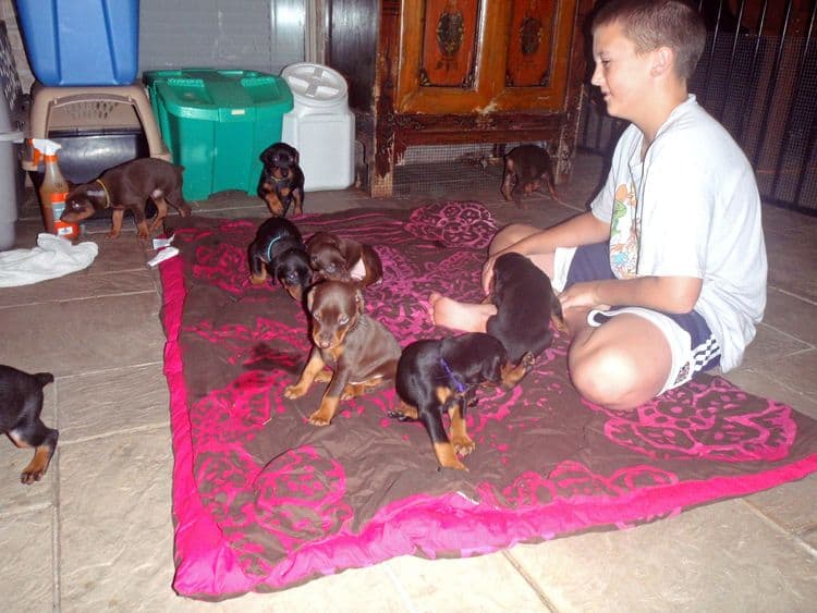 4 Week old doberman pups, red and rust, black and rust