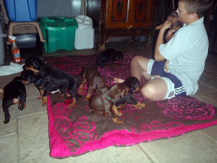 4 Week old doberman pups, red and rust, black and rust