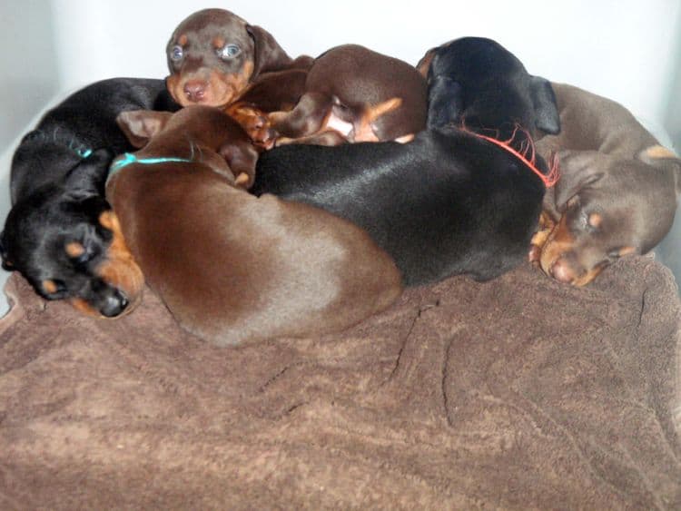 4 Week old doberman pups, red and rust, black and rust