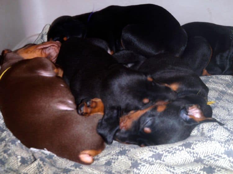 4 Week old doberman pups, red and rust, black and rust