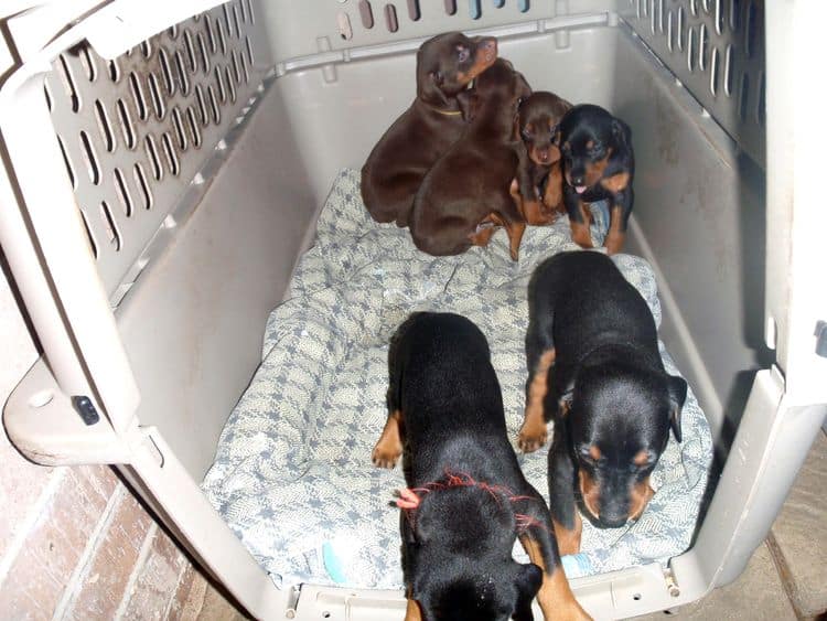 4 Week old doberman pups, red and rust, black and rust