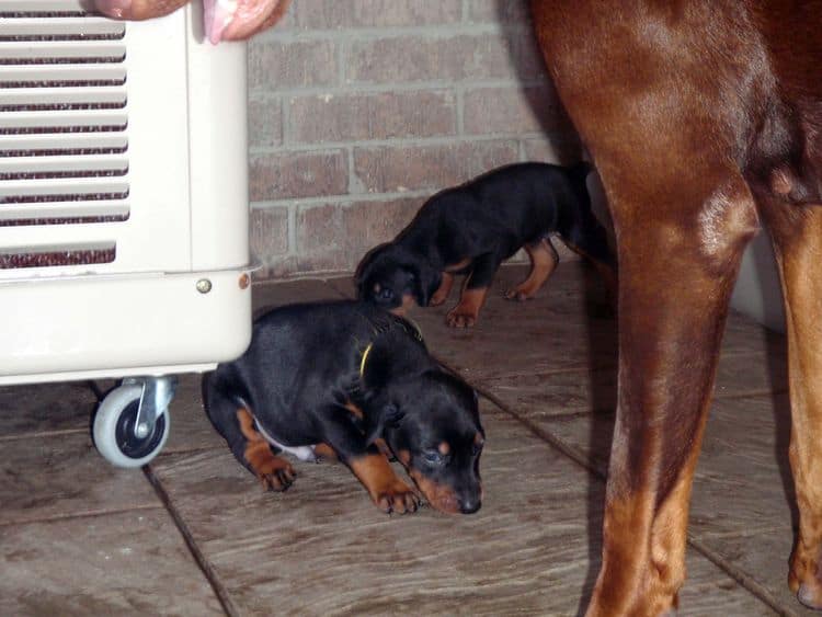 4 Week old doberman pups, red and rust, black and rust