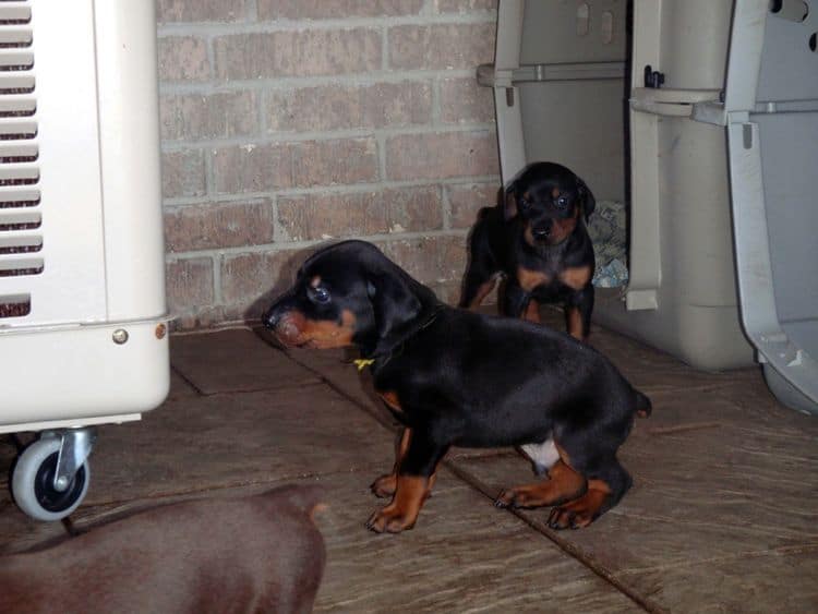 4 Week old doberman pups, red and rust, black and rust