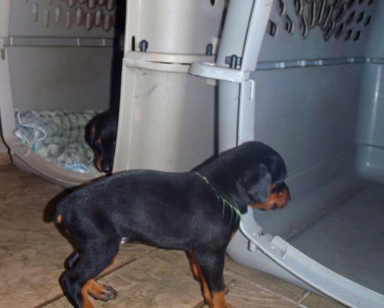 4 Week old doberman pups, red and rust, black and rust