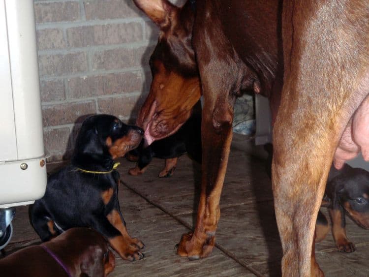 4 Week old doberman pups, red and rust, black and rust