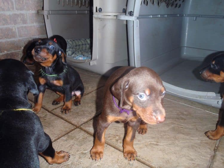 4 Week old doberman pups, red and rust, black and rust