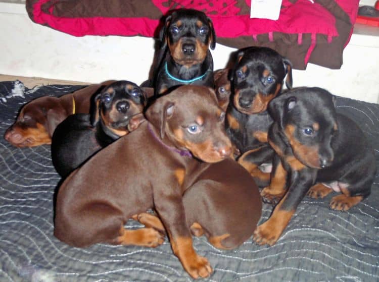 red and rust female doberman puppy