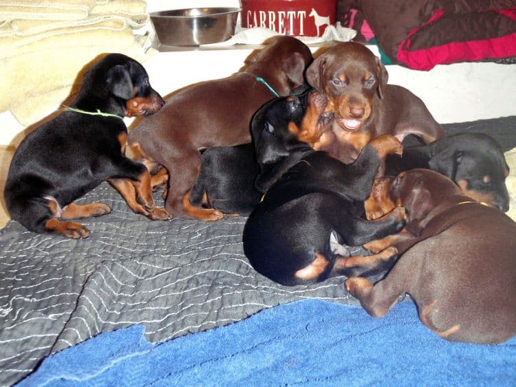 4 Week old doberman pups, red and rust, black and rust