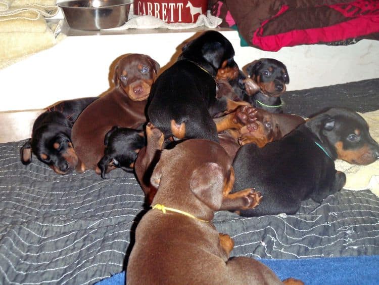 4 Week old doberman pups, red and rust, black and rust