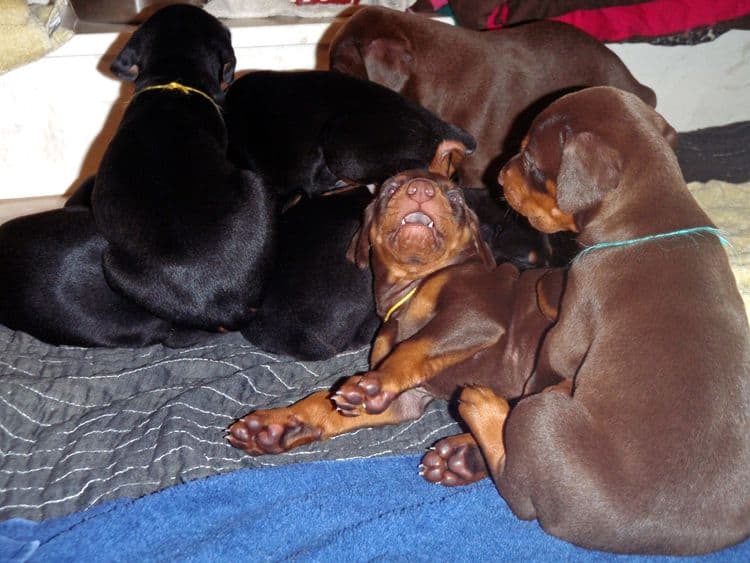 4 Week old doberman pups, red and rust, black and rust