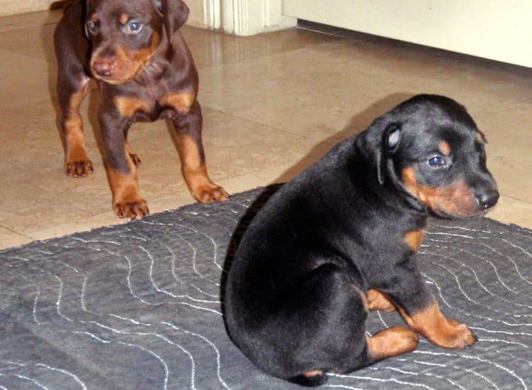 4 Week old doberman pups, red and rust, black and rust