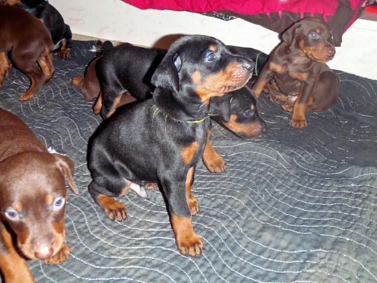 4 Week old doberman pups, red and rust, black and rust