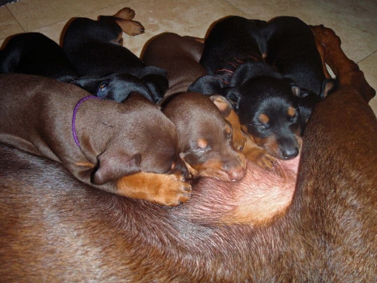 Red and rust male doberman puppy