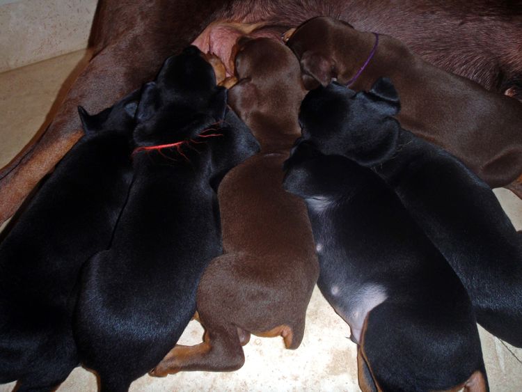 4 Week old doberman pups, red and rust, black and rust