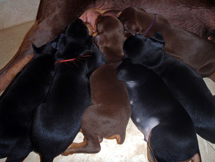 Red and rust male doberman puppy