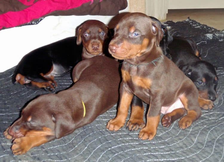 4 Week old doberman pups, red and rust, black and rust