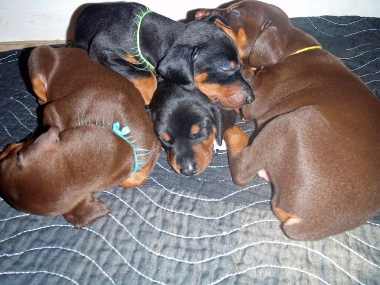 4 Week old doberman pups, red and rust, black and rust