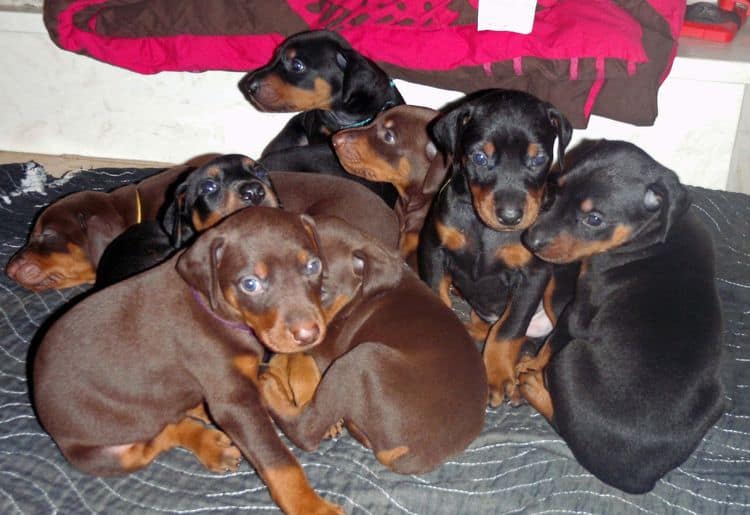 red and rust female doberman puppy