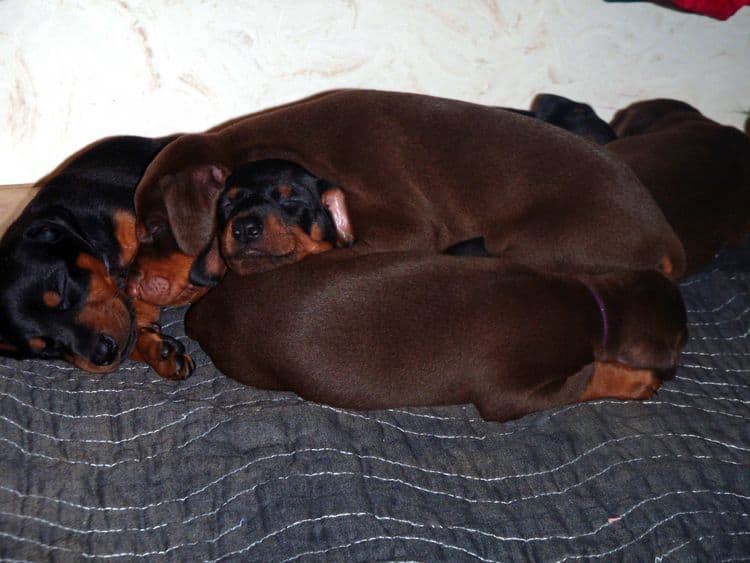 4 Week old doberman pups, red and rust, black and rust