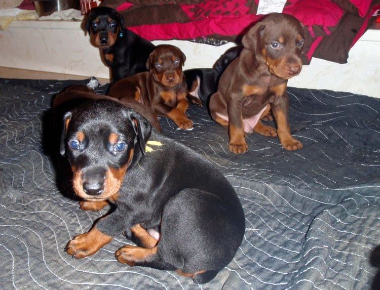 4 Week old doberman pups, red and rust, black and rust