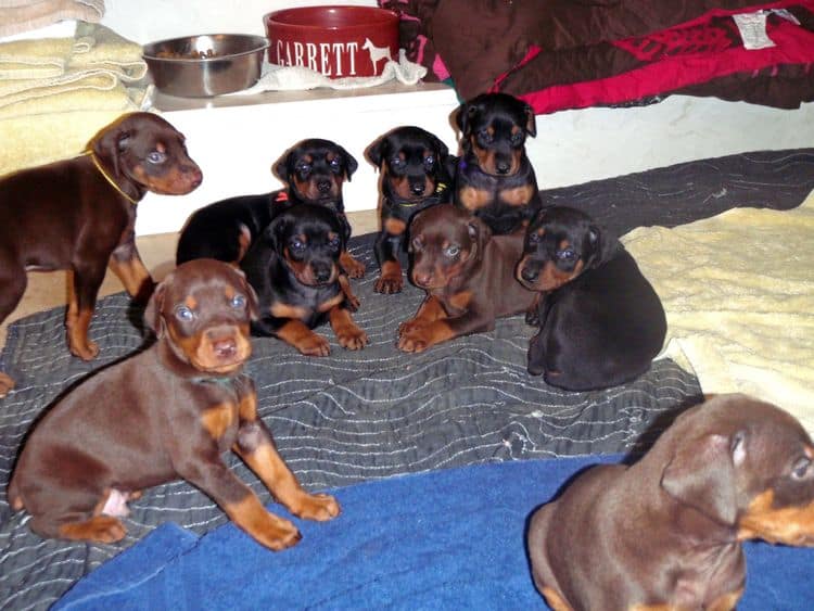 4 Week old doberman pups, red and rust, black and rust